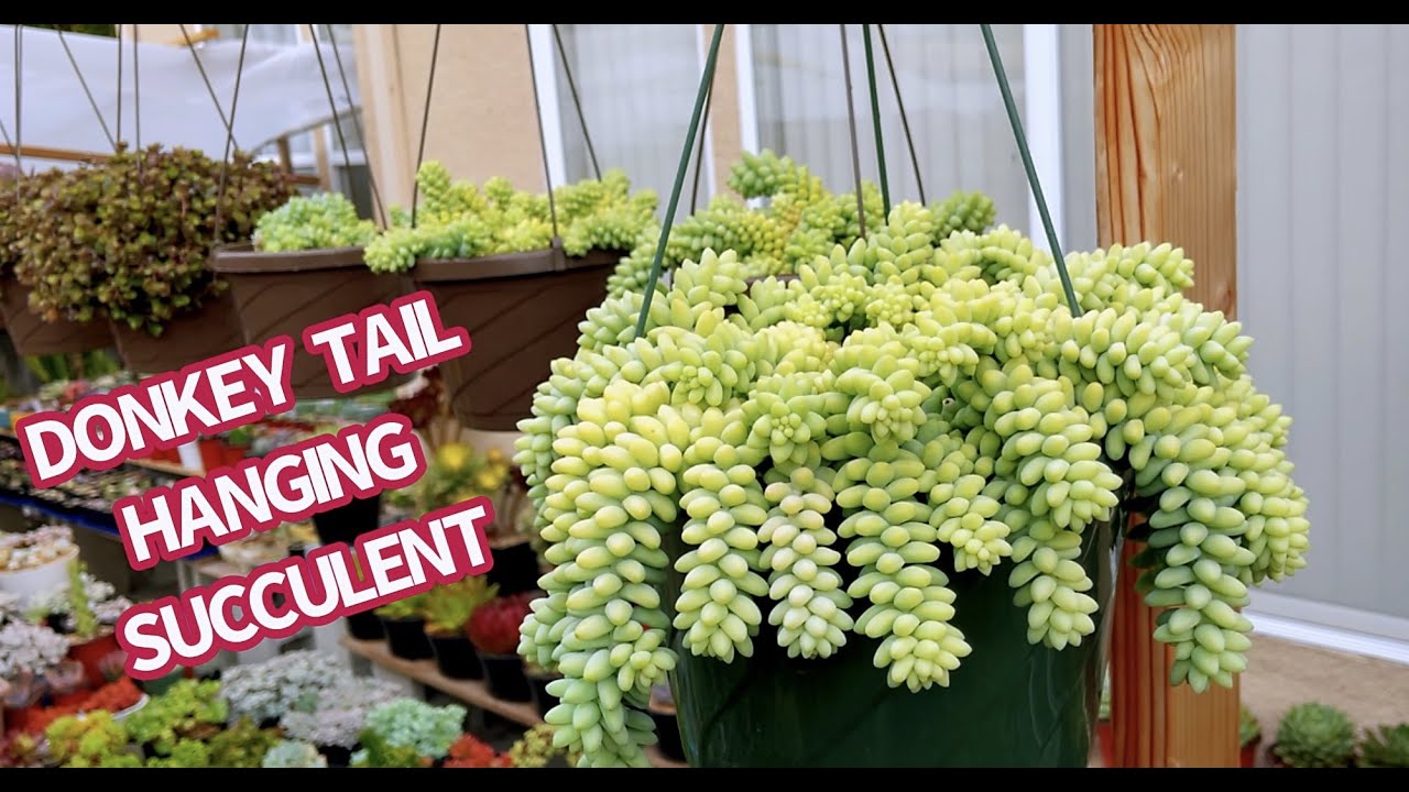 #559 REPOTTING DONKEY TAILS TO HANGING POT | CHUYỂN CHẬU TREO CHUỖI NGỌC | 다육식물 | 多肉植物 | Suculentas