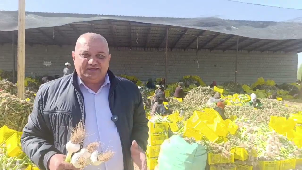 Саримсоқ пиёз (чеснок) пишди Сурхонда.