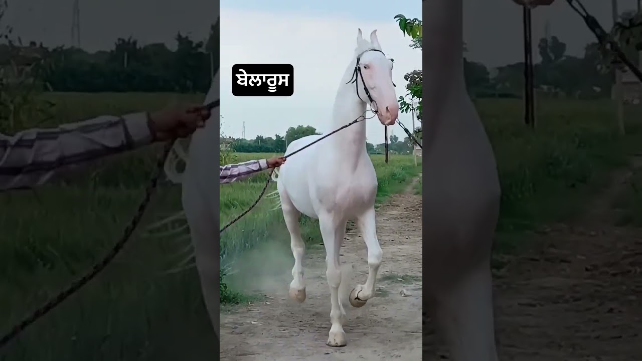 #horse #nukra #marwadi #punjab #puskar #punjabsingaar #israel #iran #usa #viralvideo #youtube