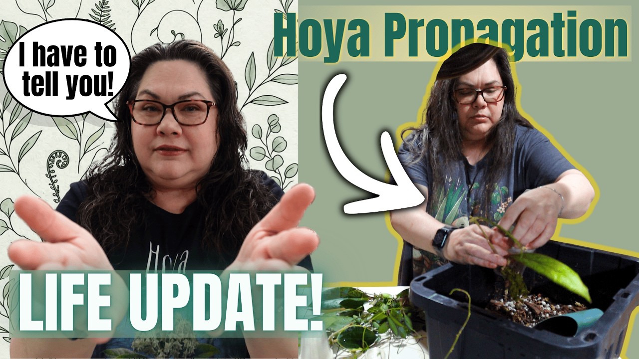 Propagating My Hoyas for a Spring Sale While Sharing a Life Update