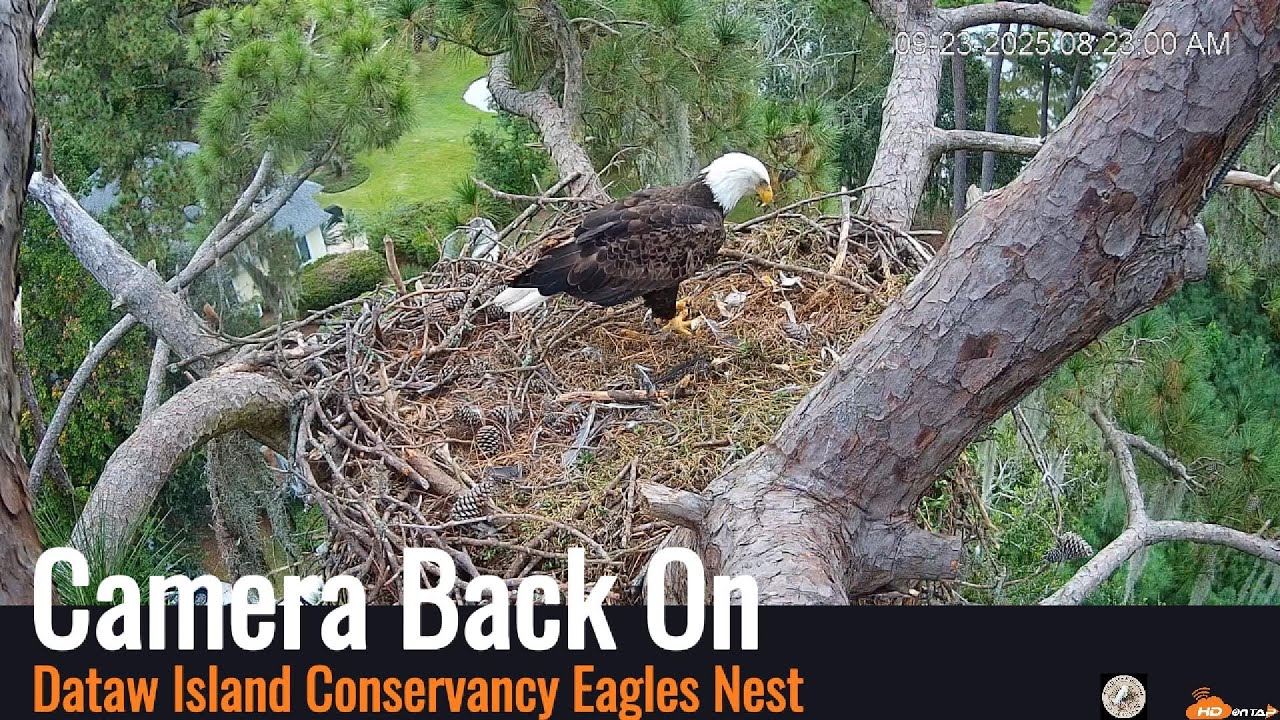 Dataw Island Conservancy Eagle's Nest Live Webcam is back up!  09/23/25