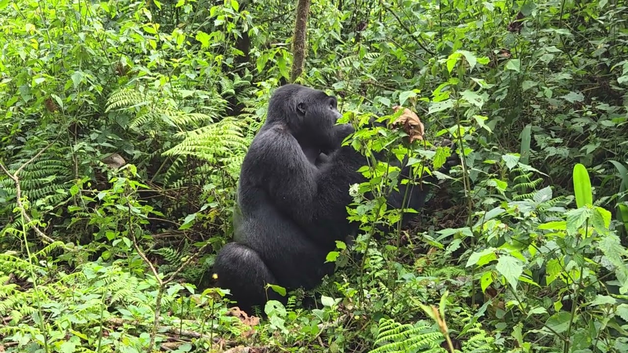 Silverback Sitting in Bwindi, Uganda