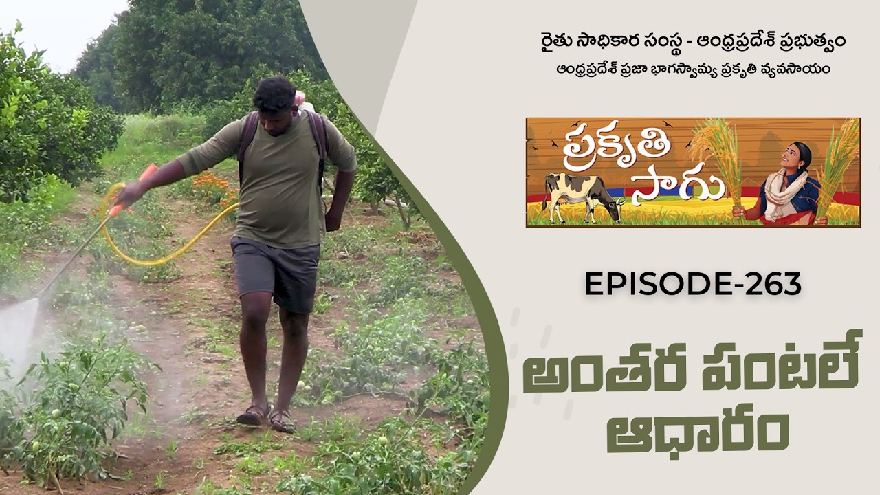 E263 | అంతర పంటలే ఆధారం | జి. మధు కృష్ణ | నంద్యాల జిల్లా