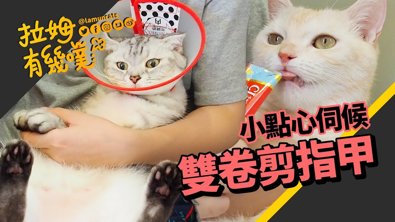 挑戰兇貓剪指甲！霸氣指數震翻全場┃拉姆有幾噗 ♧