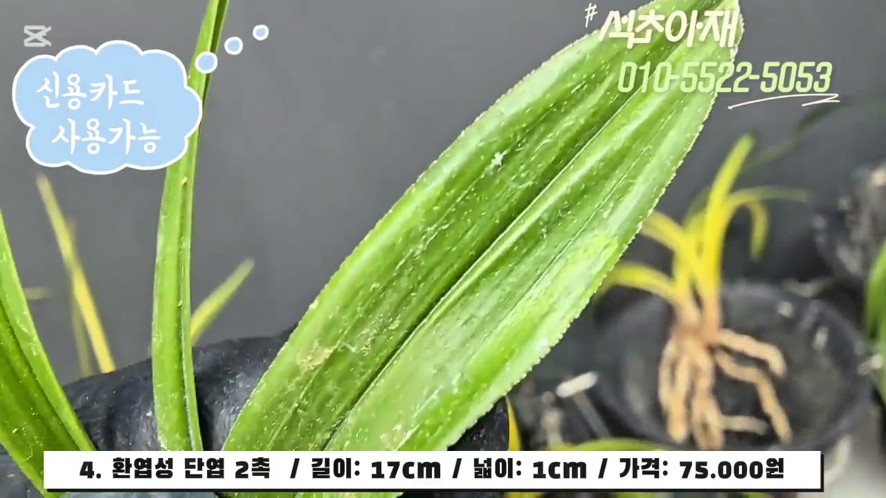 2월 19일 난초 판매 영상