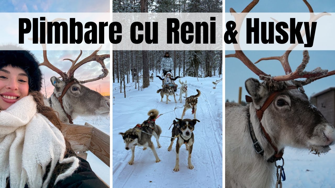 Plimbarea cu Husky și Reni în Laponia