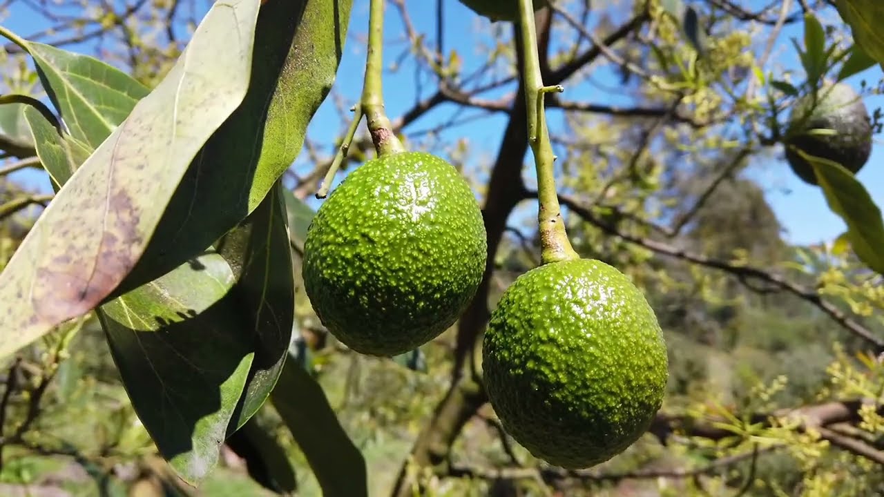 Producción Agroecológica de Aguacate