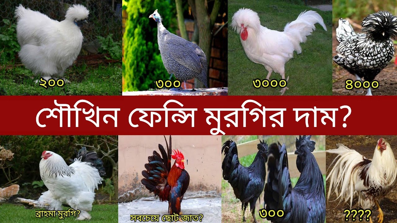 সৌখিন মুরগির দাম | Fancy Chicken Price In Bangladesh | Fancy Chicken Price In Bd And India|Grow Life