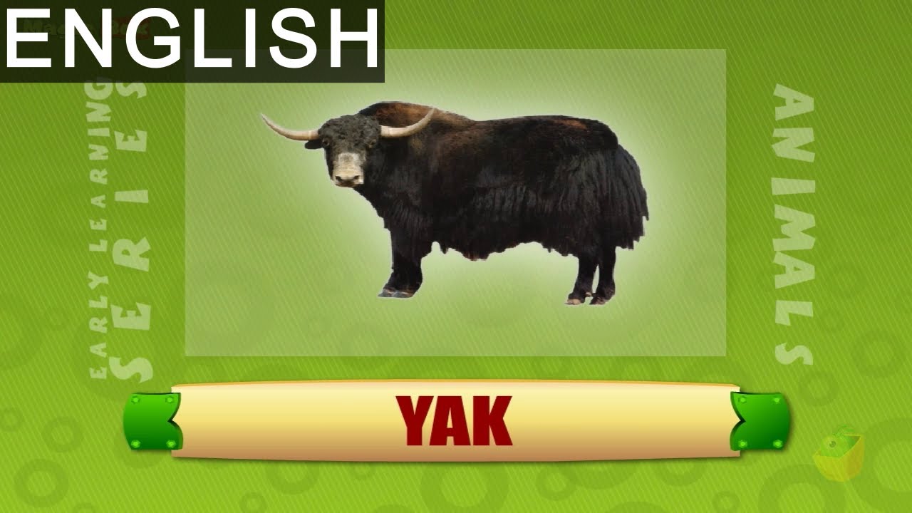 Yak - Animals - Pre School - Animated Educational Videos For Kids