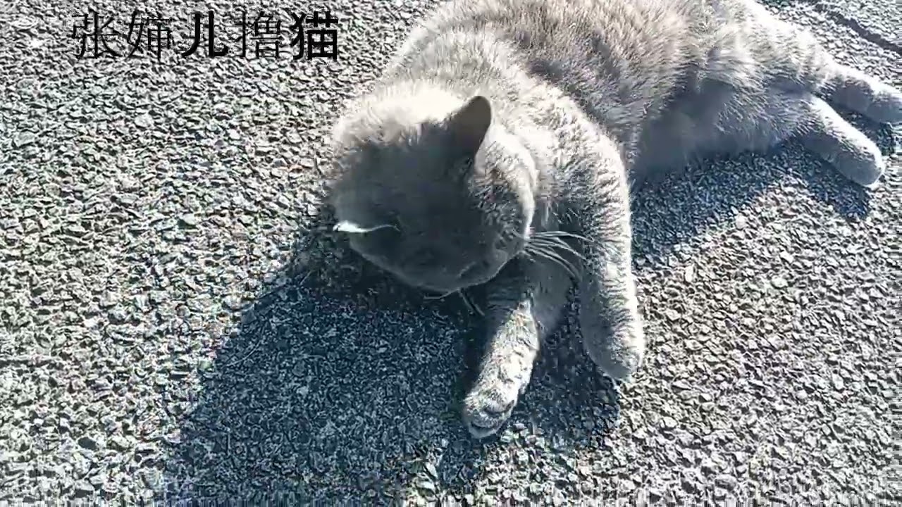路遇一只肥嘟嘟的灰仔，小灰仔很是友善，隔着大马路蹬蹬蹬跑过来，还可爱的打滚。肥嘟嘟的灰仔也不知道跟谁打架了，后背还秃了一块，小可怜！