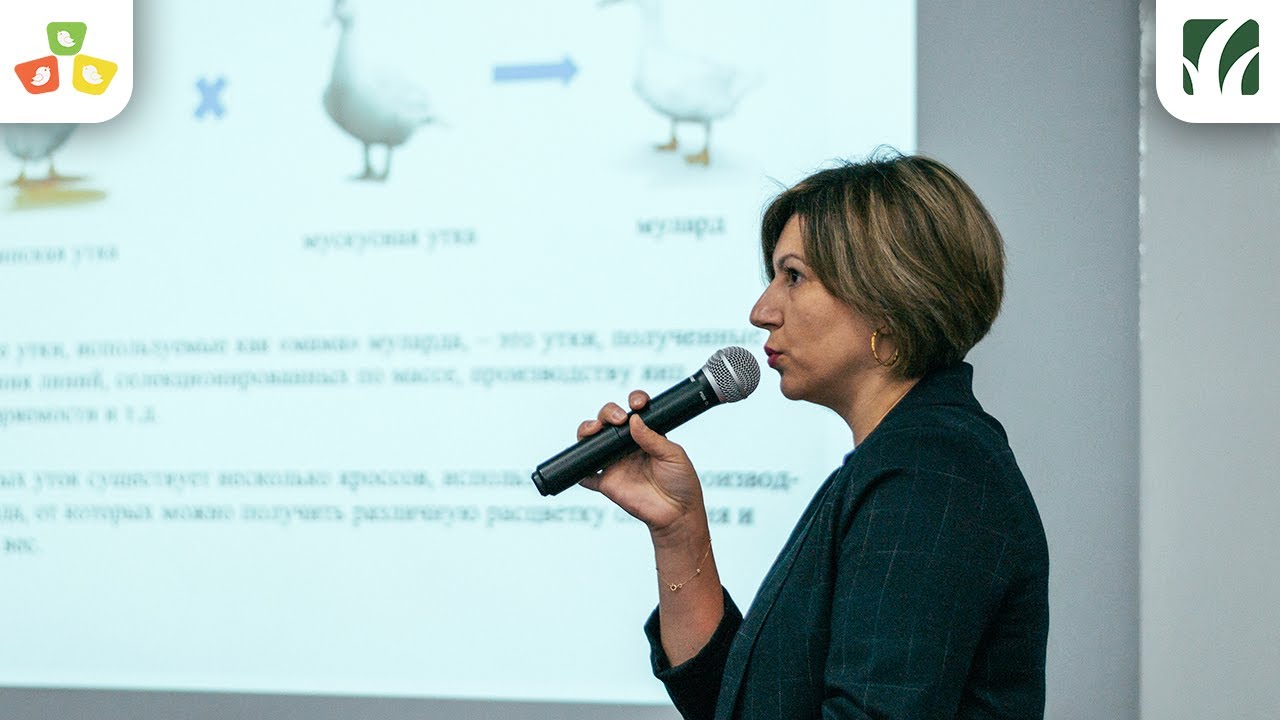 Французский мулард - генетические особенности гибрида.