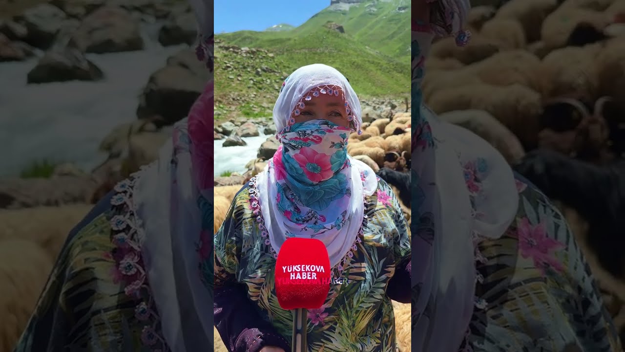 Berivanların kamyonet kasasındaki yayla yolculuğu - Yüksekova