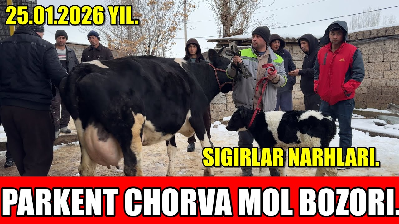 TOSHKENT VIL, PARKENT TUMANI, BOYQOZON QO&rsquo;RG&rsquo;ONI, CHORVA MOL BOZORI,SIGIRLAR NARHLARI.