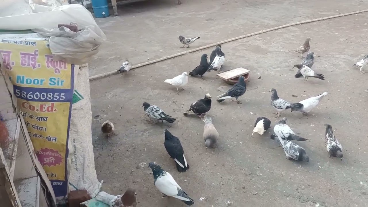 #shorts #viral #video #pigeon #urdu 