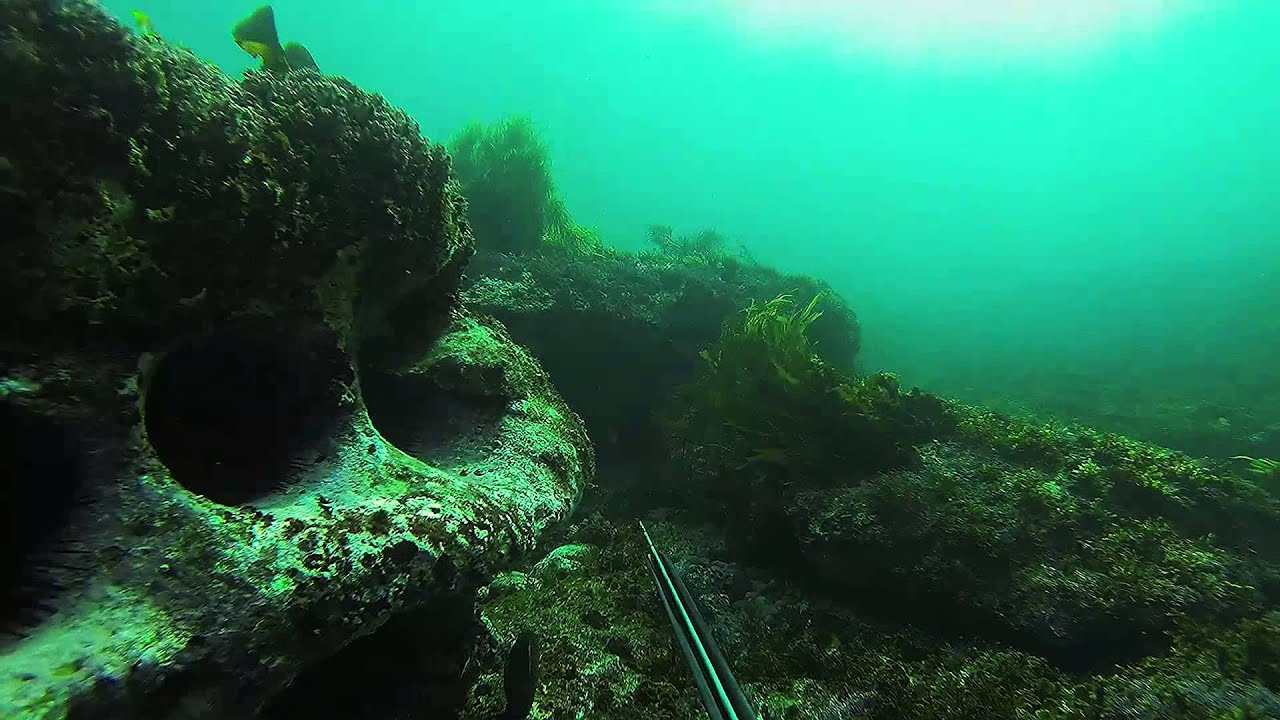 Red Rock Cod