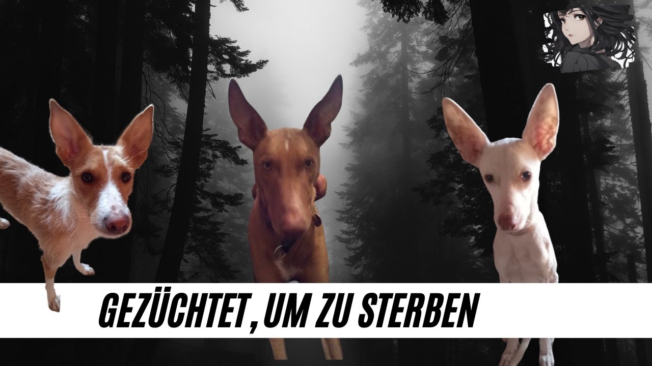 Der 1. Februar, das Ende der Jagdsession in Spanien I Podenco I Galgo I Doku 2024