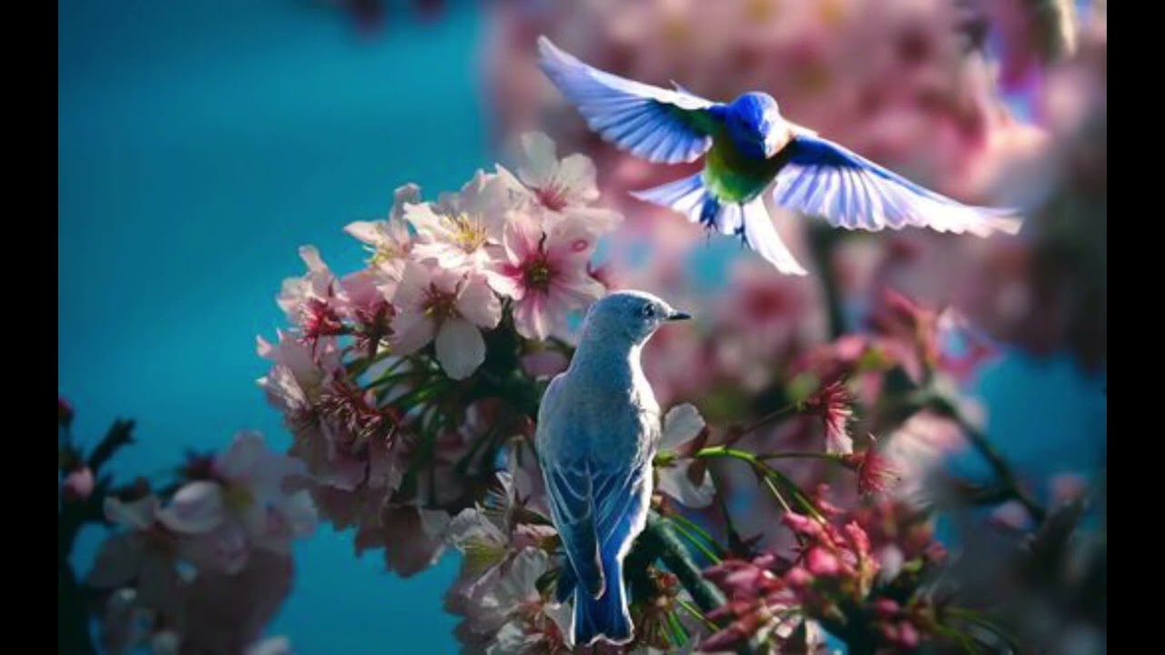Yasper - Birds Fly Higher Than The Moon