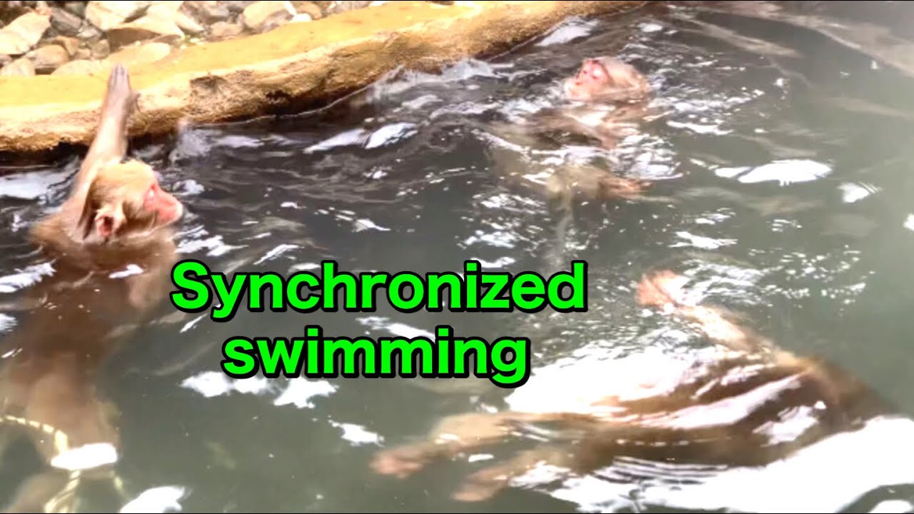 [SNOW MONKEYS] 158( artistic swimming) jigokudani monkey park Korakukan snowmonkey 地獄谷野猿公苑　雪猿