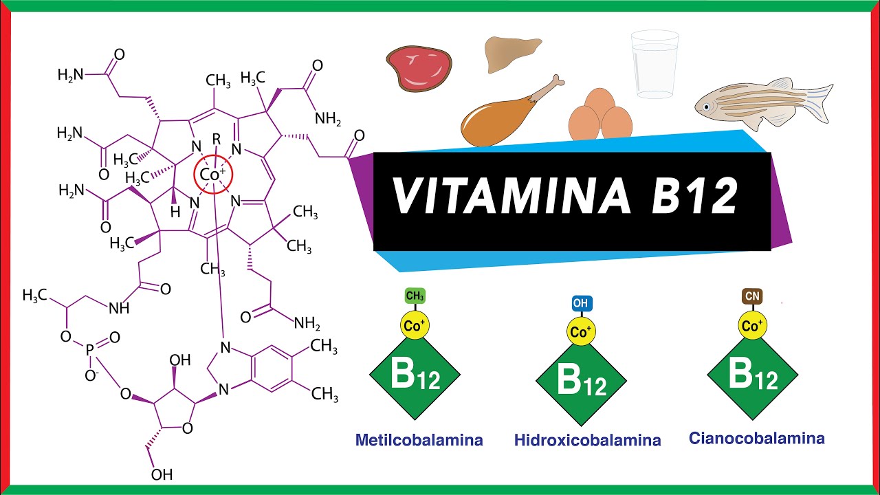 Formas químicas de vitamina B12 y su participación como cofactor