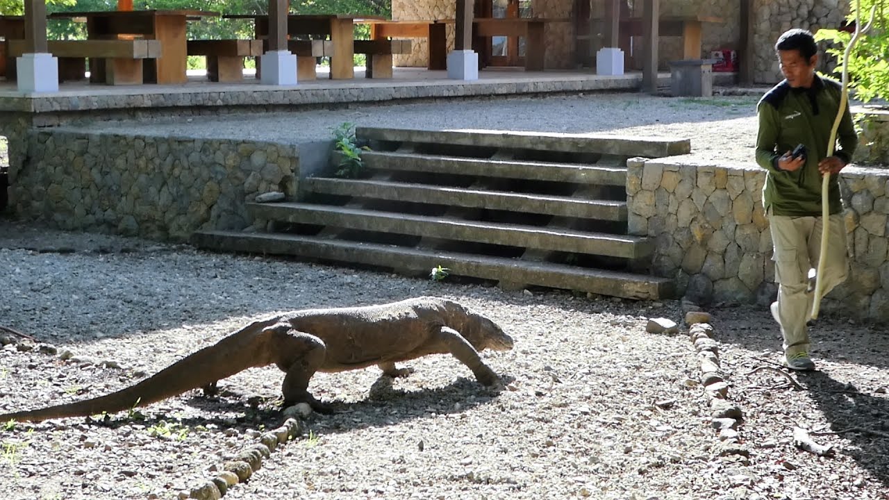 The Dragon Quest, Labuan Bajo and Komodo National Park (Indonesia Part 1)