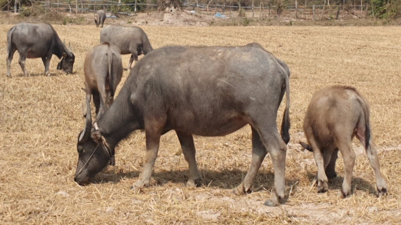 Many buffaloes eat grass. #baffalo 