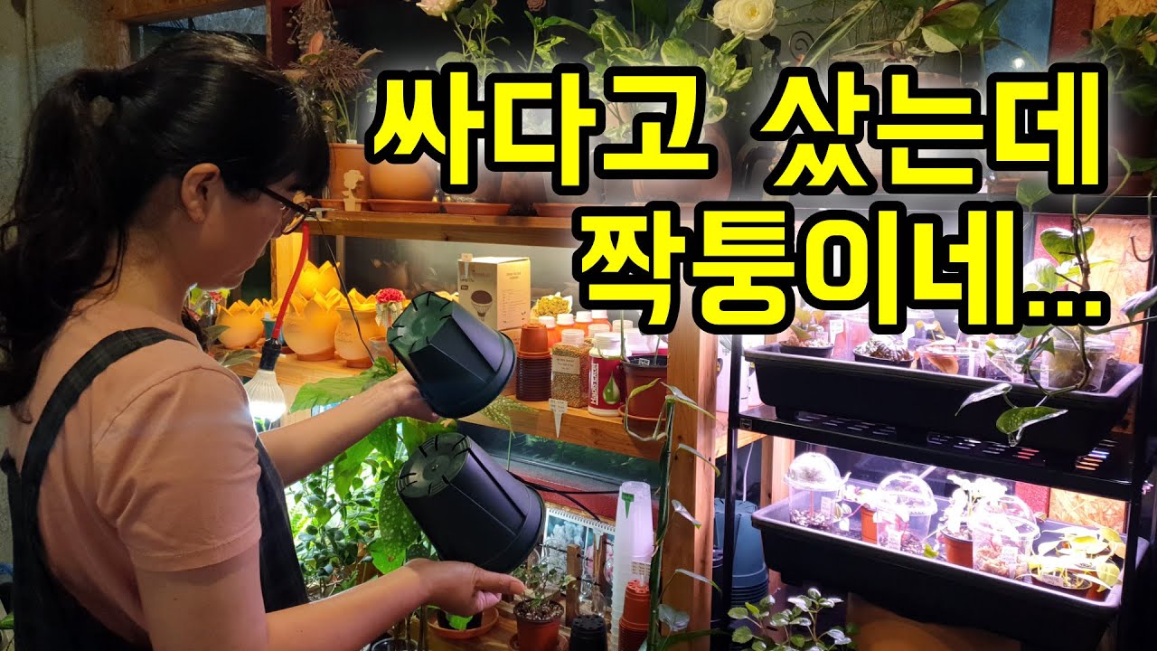 정품 슬릿화분과 짝퉁 슬릿화분의 차이