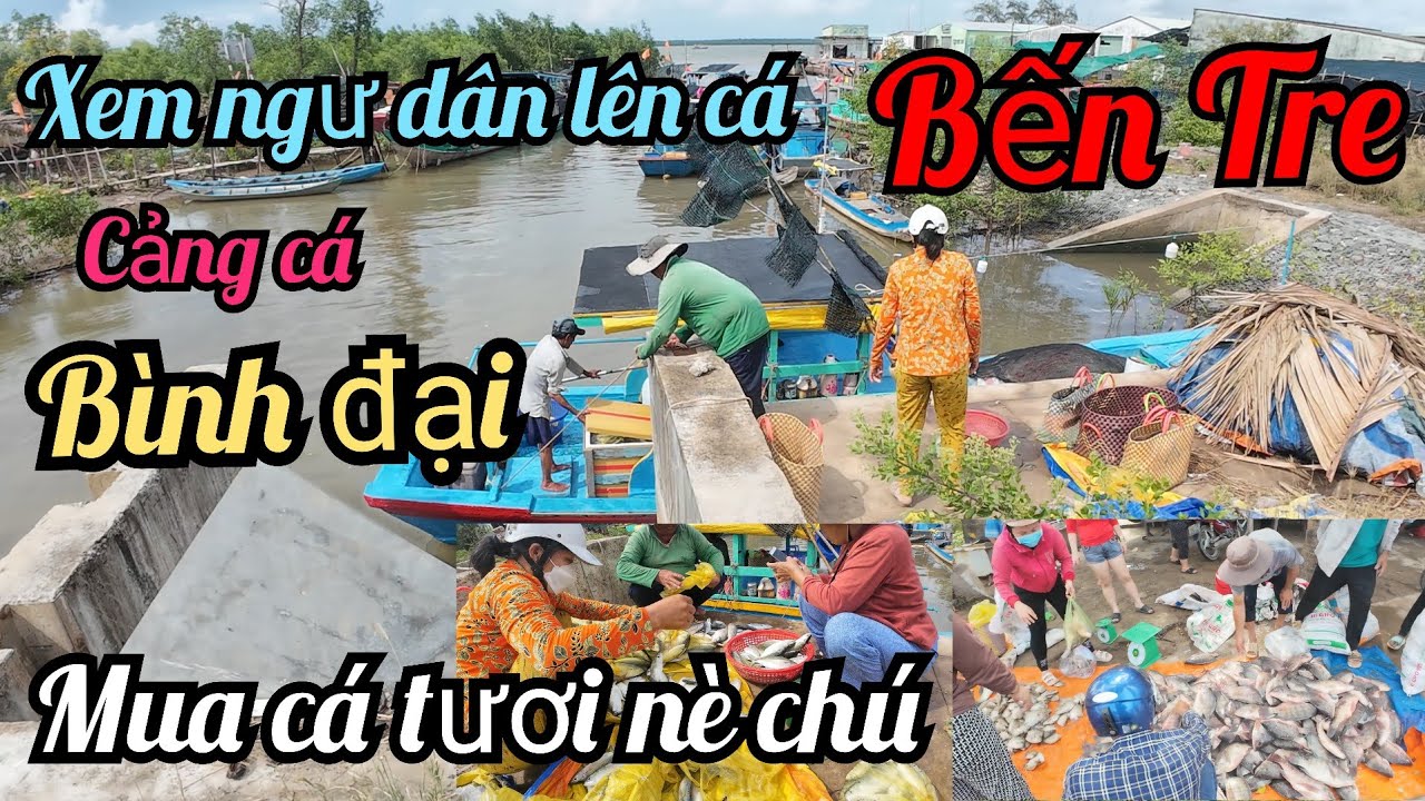 Khám phá.cảng cá bình đại.xem ngư dân chài lưới.bến tre