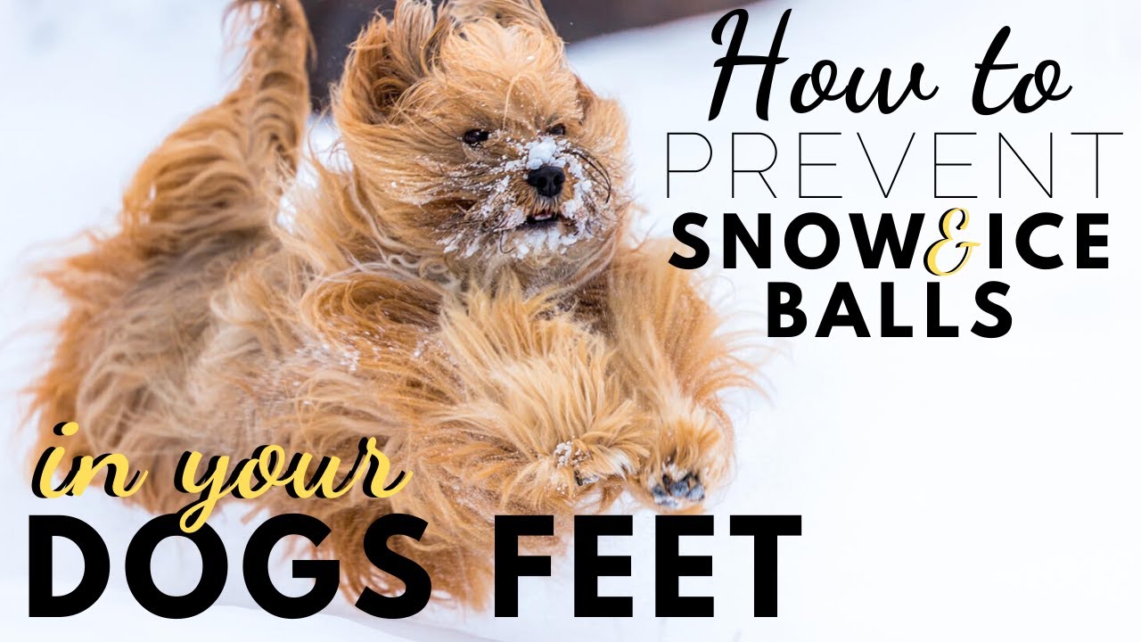 How to Prevent Snow and Ice Balls in Your Dogs Feet
