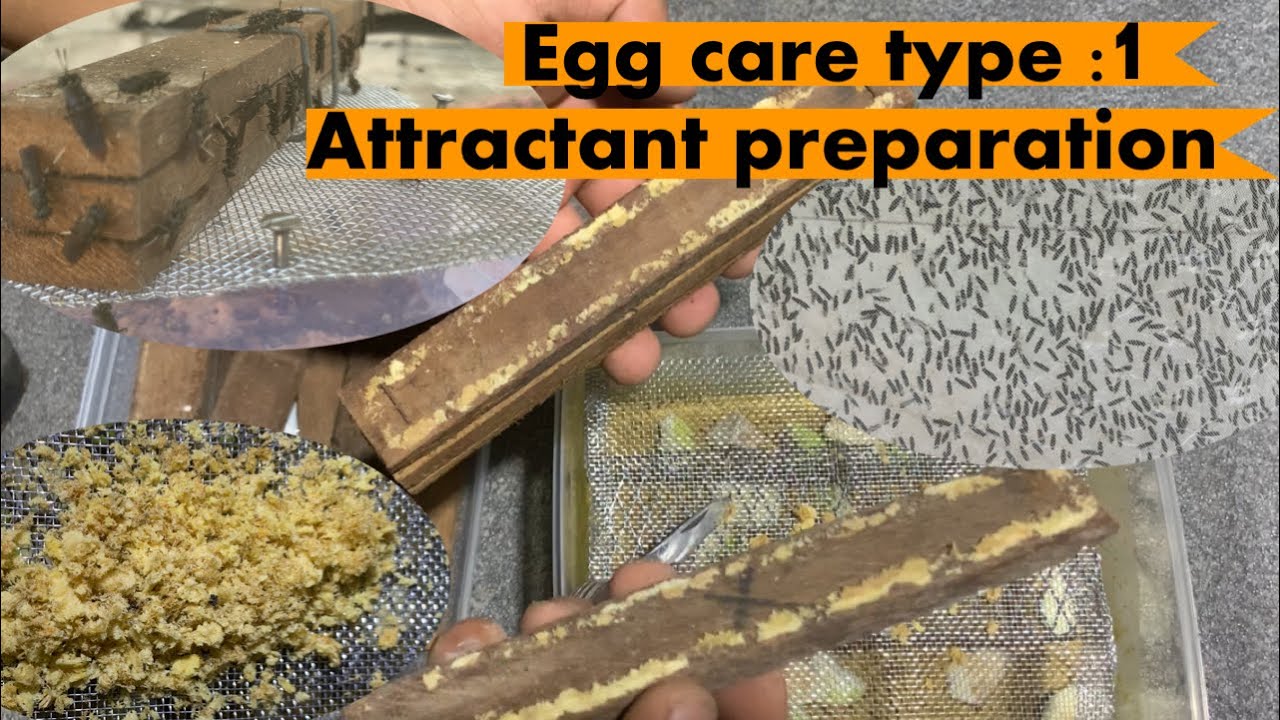 Eggs care of black soldier fly :guide 1