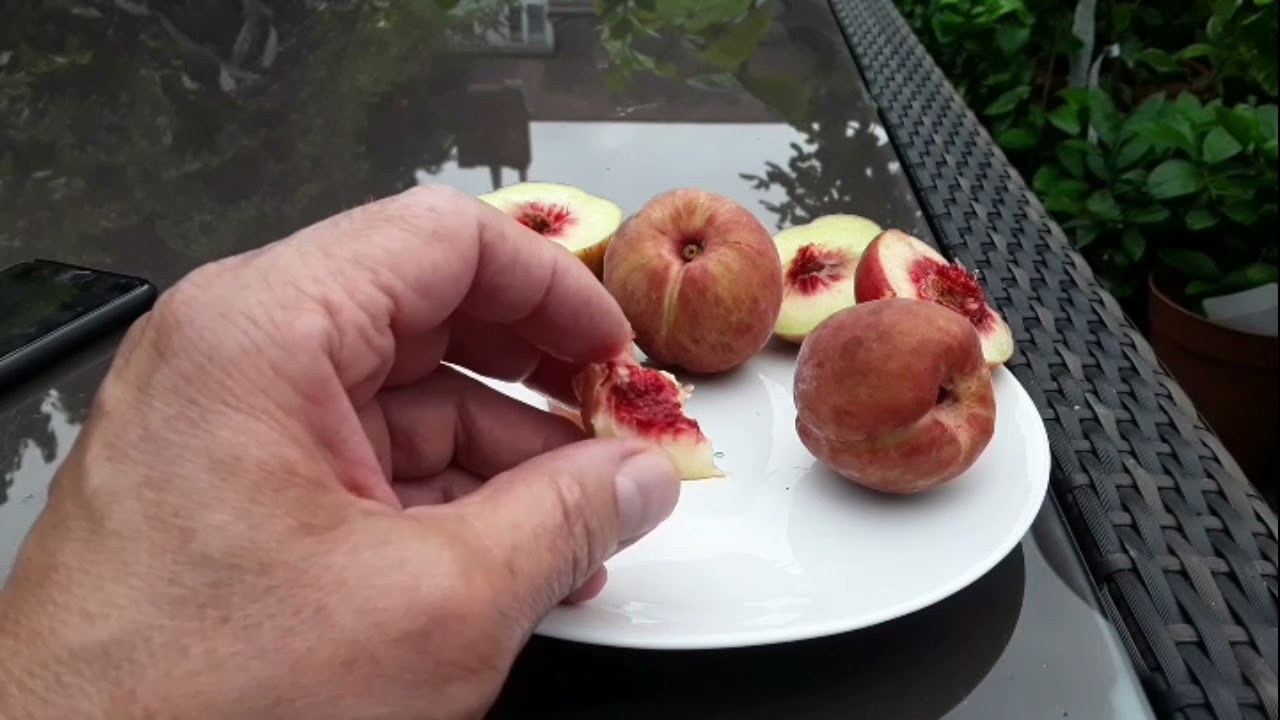 Picking and tasting the peaches from my ornamental Crimson Bonfire