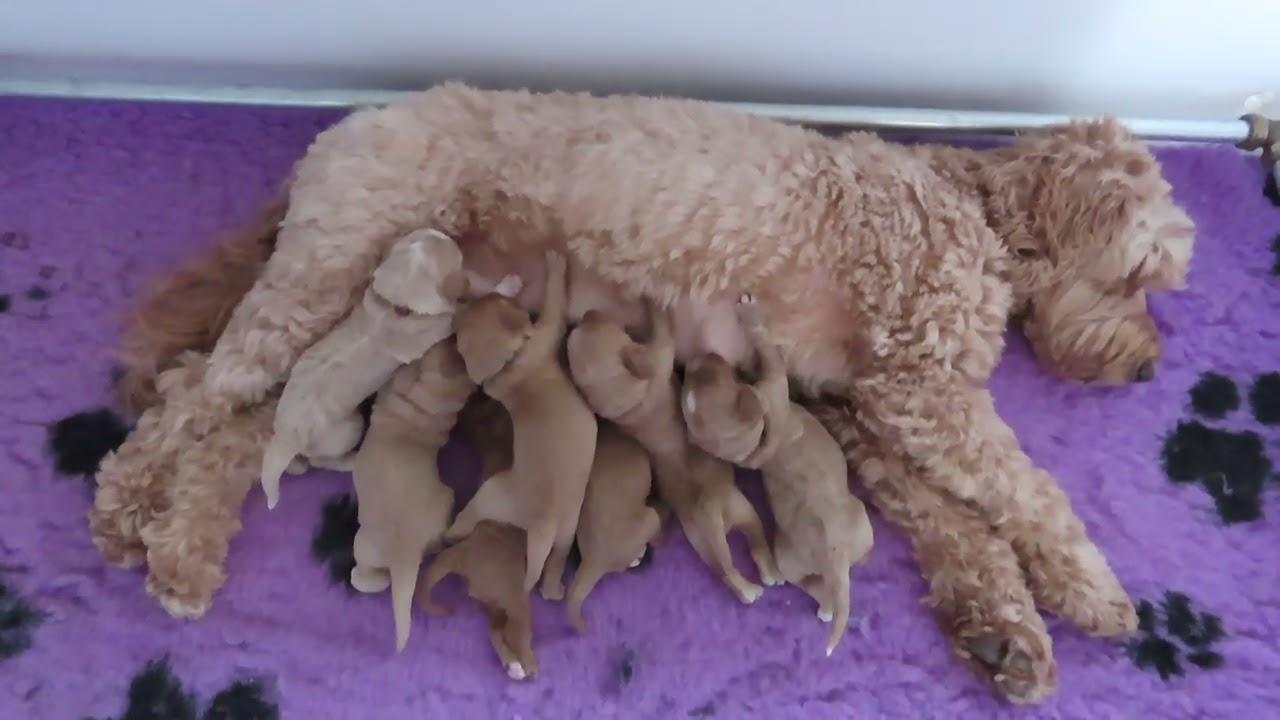 1 weekje