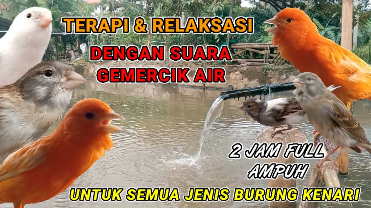 100% AMPUH TERAPI KENARI DENGAN SUARA GEMERCIK AIR - untuk semua jenis burung kenari
