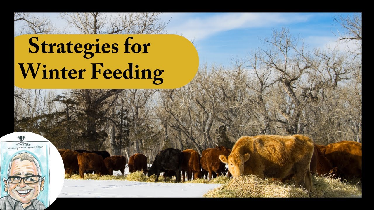 Tim's Take Episode 43 Part One | Strategies for Winter Feeding