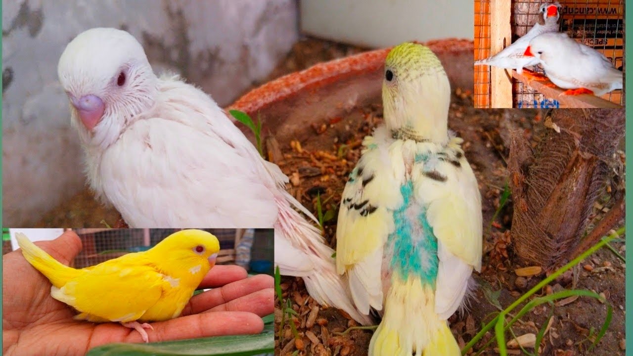 Budgie's Chicks First Day Out – Cutest Vlog Ever!