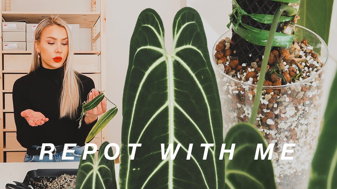 REPOT WITH ME || Queen anthuriums 👸