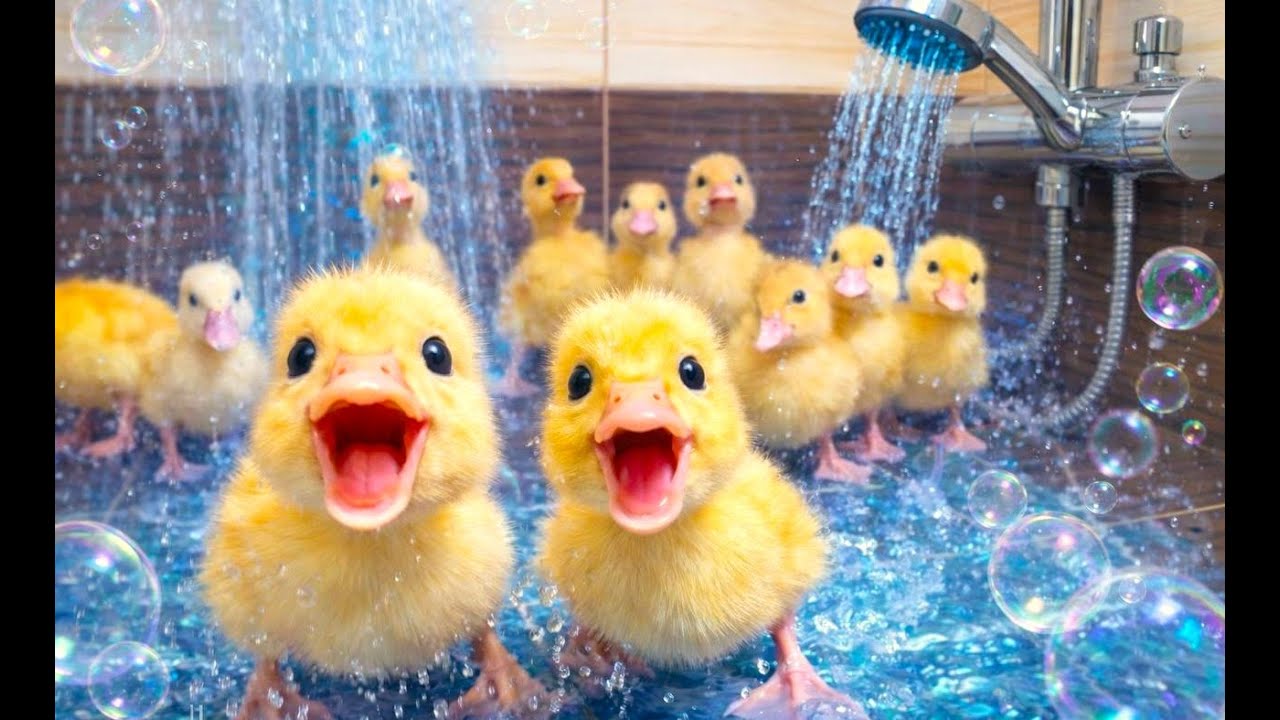 🐥 The funny yellow ducklings are taking a real shower in the shower stall, and it's really cool!