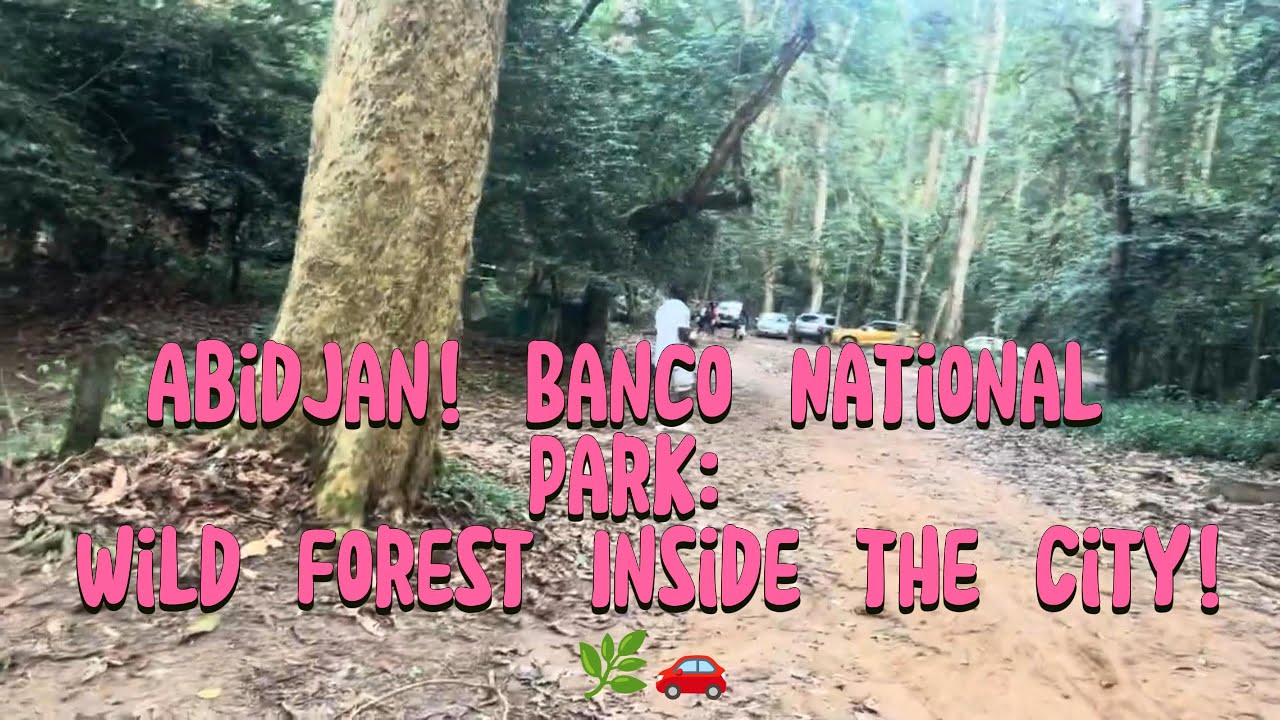 Welcome to Abidjan  CI → Banco National Park: The Wild Forest Inside the City! 🌿🚗Nov 2025