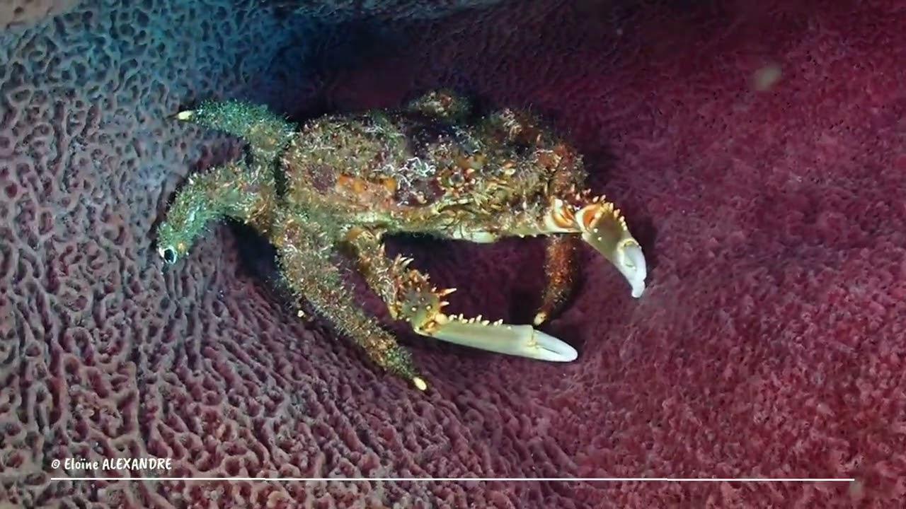 Diving in the north of Martinique