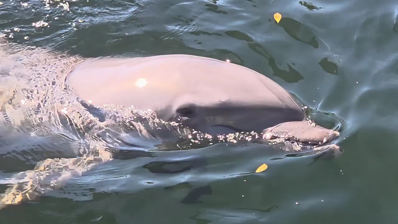 Реабилитация дельфинов @caregiversuccessbynancytheNP 