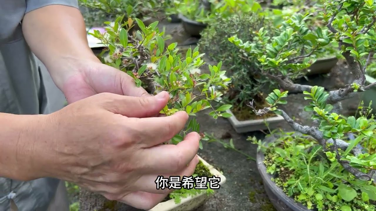 在花市植物門診時最常接到民眾問的問題就是：我的植物葉片黃掉了該怎麼辦？那是大家不瞭解植物葉片的正常生長期，就讓老師仔細來跟大家講解#林慶祥盆景藝術創作教學#Bonsai