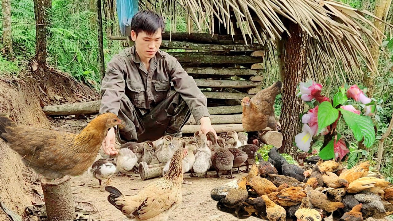 Come home to help their parents, cook pig bran, go to the market to buy chickens and live freely;