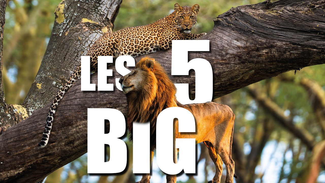 Les BIG 5 : origine du mythe et réalité tragique | Safari à Amboseli