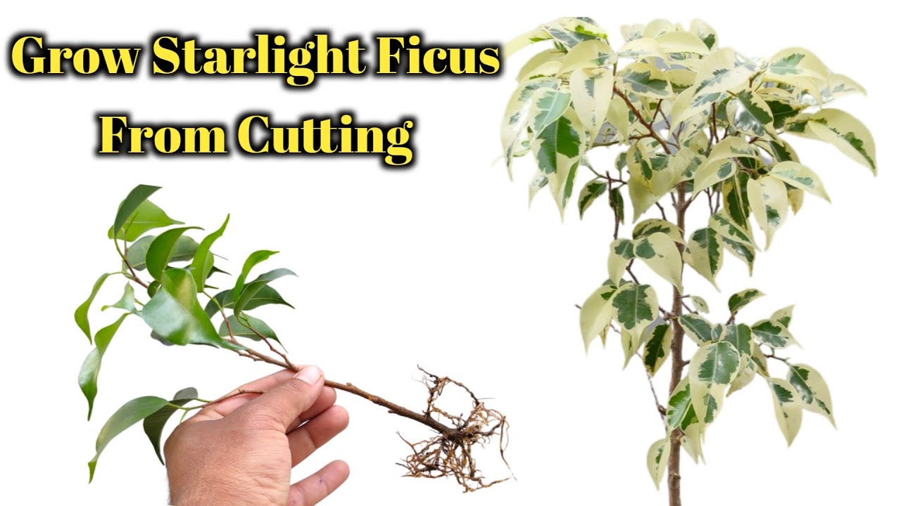 Easy and fastest way to grow Starlight Ficus from cutting || how to grow Starlight Ficus