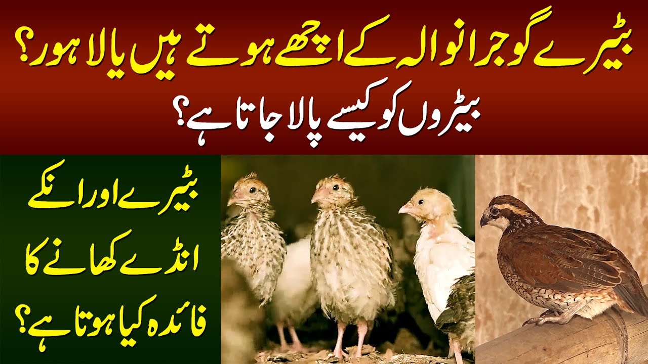 Lahori VS Gujranwala Batair | How to Start Quail Farming? | Quail Egg Benefits