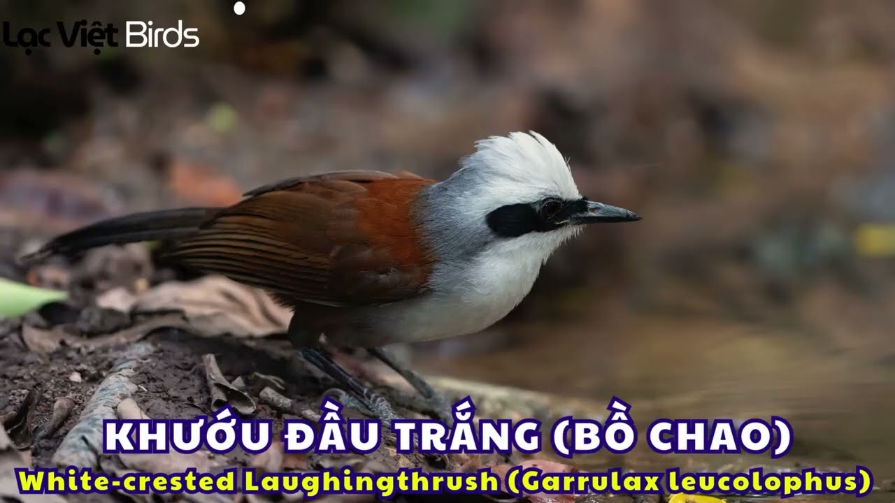 Tiếng KHƯỚU ĐẦU TRẮNG (BỒ CHAO) White-crested Laughingthrush (Garrulax leucolophus) KHƯỚU MÀO TRẮNG