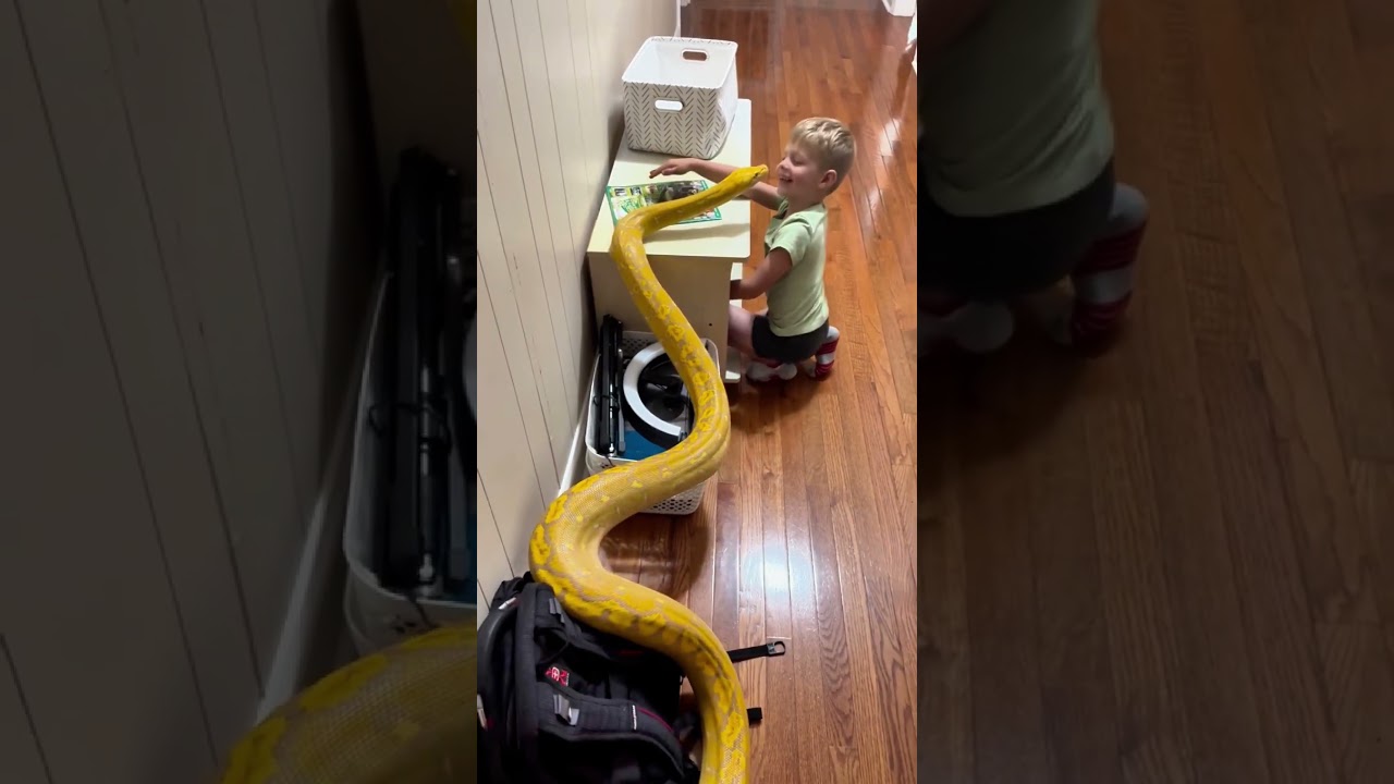 &iexcl;Este ni&ntilde;o convive con una serpiente albina como si fuera un perro!😱#shorts