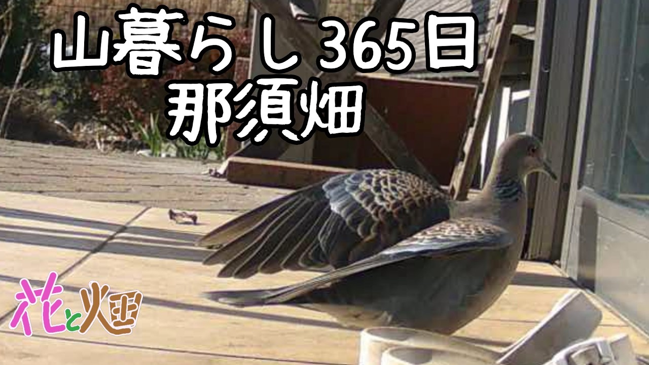 那須畑😃山鳩羽ばたく( ﾟДﾟ)02/19 2026