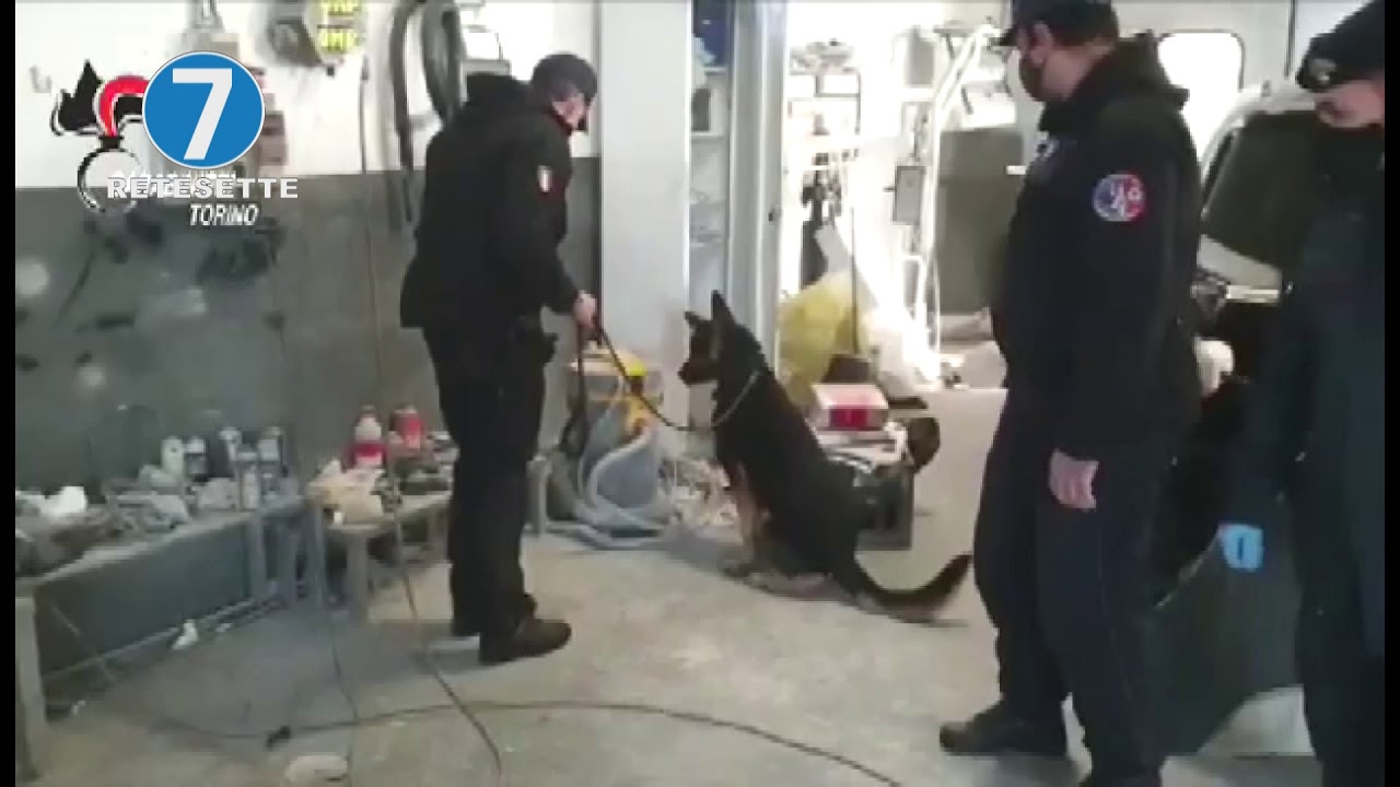 IL CANE FIUTA LE ARMI: ARRESTI E DENUNCE NEL TORINESE