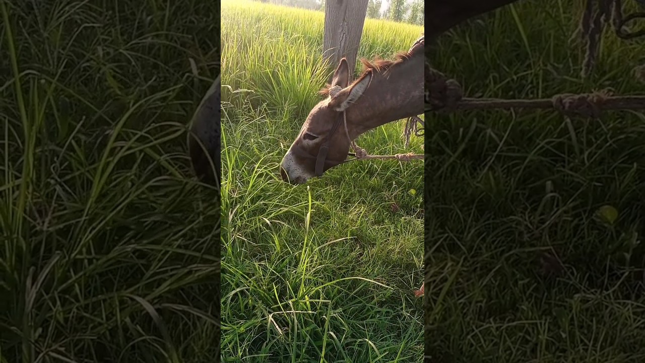 donekey #ytshorts #trending