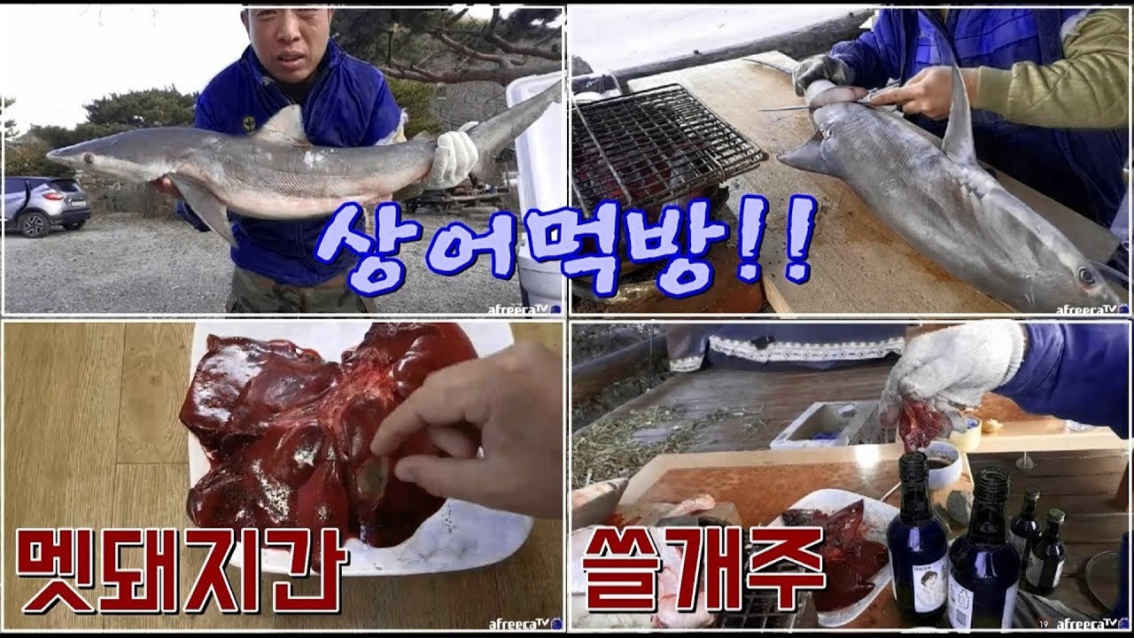 상어회, 구이 술먹방! & 멧돼지 쓸개주, 간 구이!! Shark cuisine